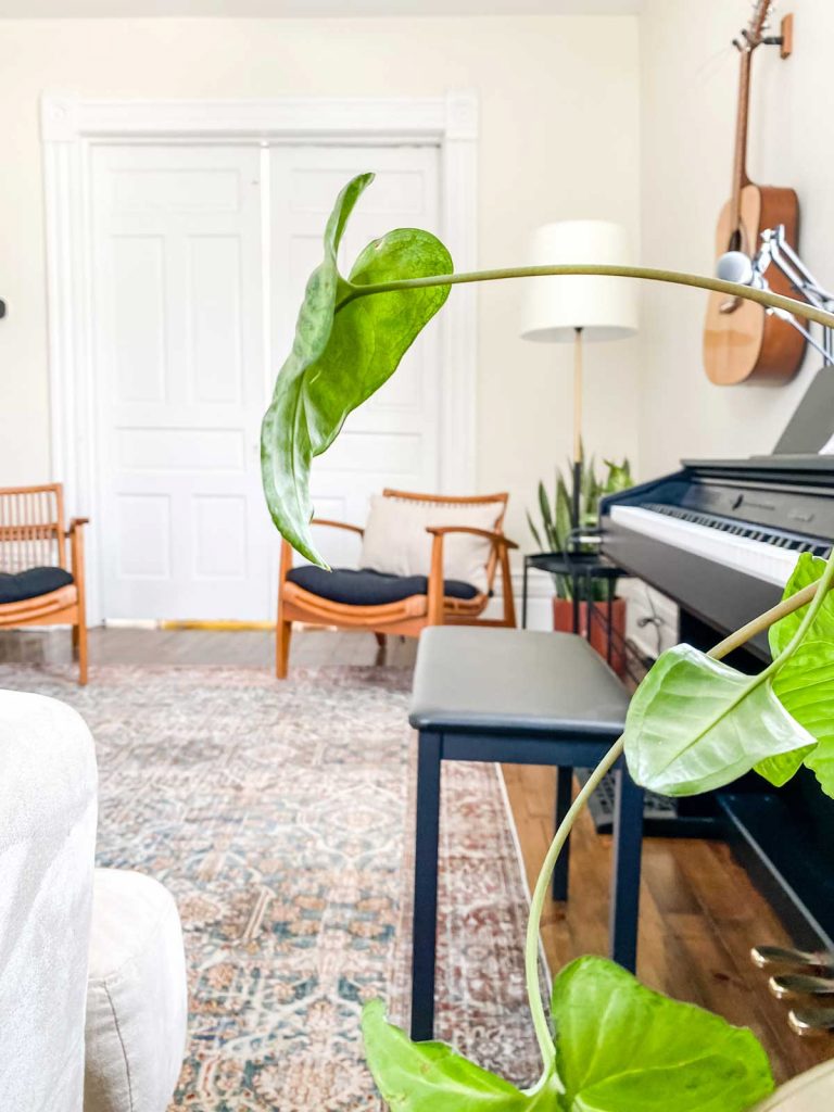 Looking between plant leaves to see black piano and two living room chairs
